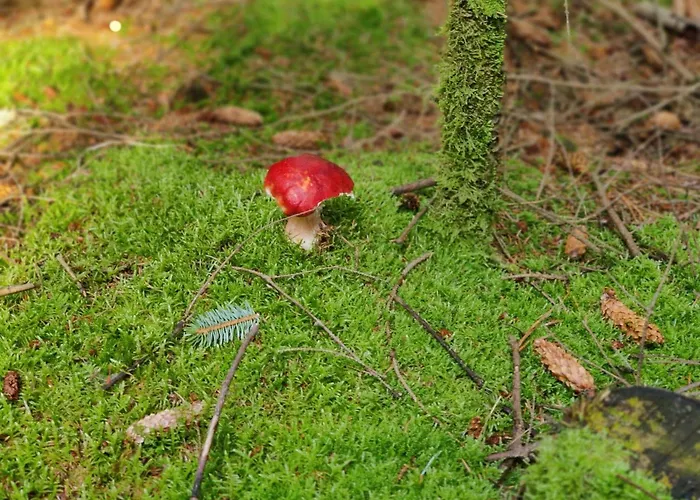 Σπίτι διακοπών 8 Person In Albaek-by Traum